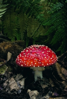 灵芝蘑菇花菇四季风情图片