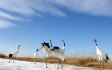 扎龙湿地的白鹤图片