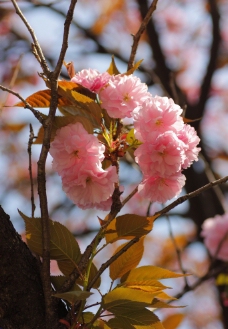 櫻花圖片