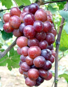 葡萄品种 达米娜（大蜜娜）图片