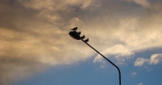 路灯上的鸽子图片