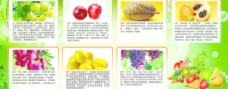 榴莲海报水果的营养图片