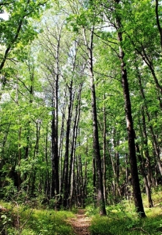 树林风光图片