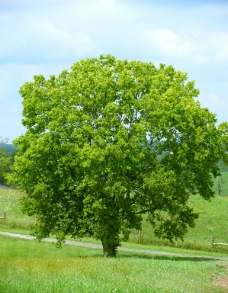漂亮的绿树图片